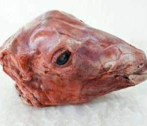 Sheep Head (Unclean)